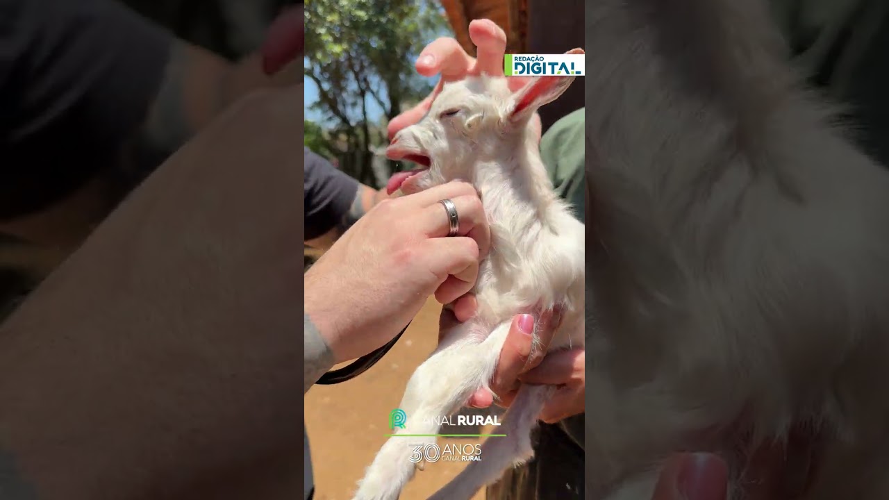 Filhote de mini cabra causa cena fofa durante avaliação veterinária