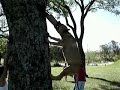 ultimate pit bull