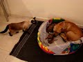 ultimate pit bull