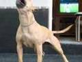 Ultimate Pit bull