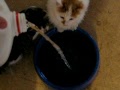 Feline Water Torture