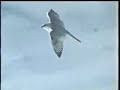 Gyr Falcon vs. Ptarmigan Gyr Falcon vs. Ptarmigan