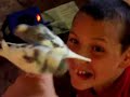 Budgies!!
