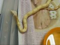 09 Albino 