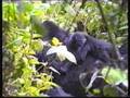 www.3tamis.org - Bukavu 1992 Rencontre avec les Gorilles