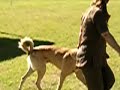 Anatolian Shepherd Dog at ASDCA National Specialty