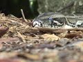 Snake invasion in Florida