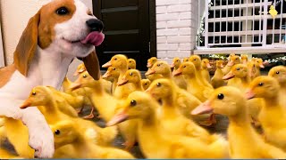 Dog met 100 little ducklings for the first time