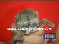 �ki suratli kedi 