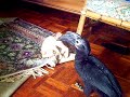 My cat and bird playing tag