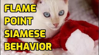 Flame Point Siamese Personality And Characteristics