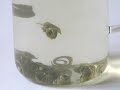 Jade Rings - ett gr�nt te