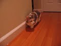 Munchkin cat Chiyo  &  Chopper 15 