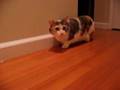 Munchkin cat Chiyo & Chopper 15