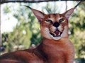 MugenTheCat