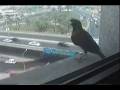 videos de Asfour Majdoub!