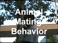 animal mating