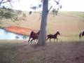 Darling is a Diva, Like a Darling Reg TB Mare