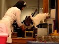 Rock-Cats Rock-Cats