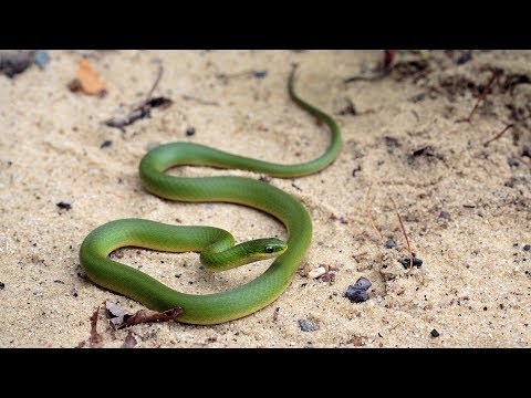 YouTube reptile video