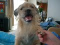 funny cute dogs - Thumb #2