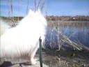 videos de LAKE OF GLASS/DOG WITH CLASS