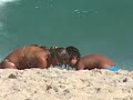 Milene Domingues na praia,MUITO GOSTOSA!!!