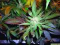 Kottonmouth Kings – Blaze All Day