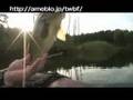 TOP WATER BASS FISHING 滋賀の野池で元気な43cm