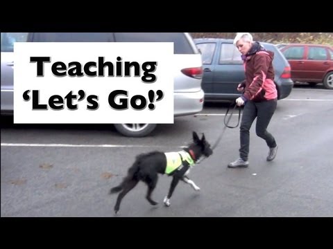 how to curb aggression in dogs