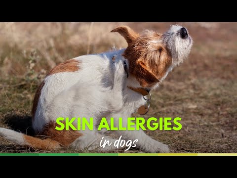 how to relieve dog allergies