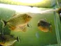 piranhalar.com