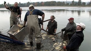 Tradiční výlov Křemačáku