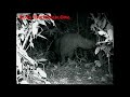 Borneo Rhino