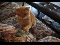 videos de Catbook Movie: Fritters Kills a Shoelace
