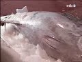 Atun Gigante en Pasajes