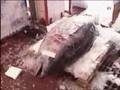 Atun Gigante en Pasajes