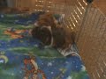 Tribbles is Reunited with his mom (Natalie) After a year of being apart