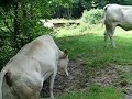 koeien oversteek in de geul koeien oversteek in de geul