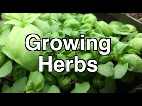 how to fertilize herbs