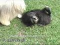 lhasa-apso - canil amserauqs