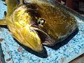 Big dorado and wahoo with Tailhunter International May 25-31 Big dorado and wahoo with Tailhunter International May 25-31