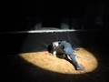 Randy H. Yau @ Lausanne Underground Film & Music Festival