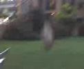 Paddy BackFlip
