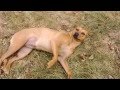 dingo/pit mix Taina Montana de Fuego.. longest outdoor timeout! dingo/pit mix Taina Montana de Fuego.. longest outdoor timeout!