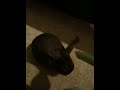 Cute bunny rabbit munching celery