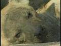 April 6, 2008 WildEarth a.m. drive Video#3 lionesses