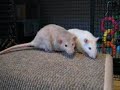 Rats will be Rats