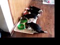 Beagle Per� - Cachorros de Athena comiendo