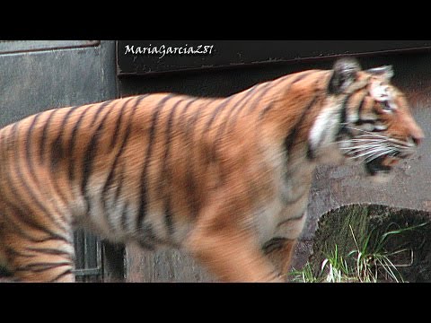 tiger %